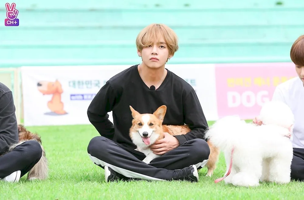 Dogs BTS