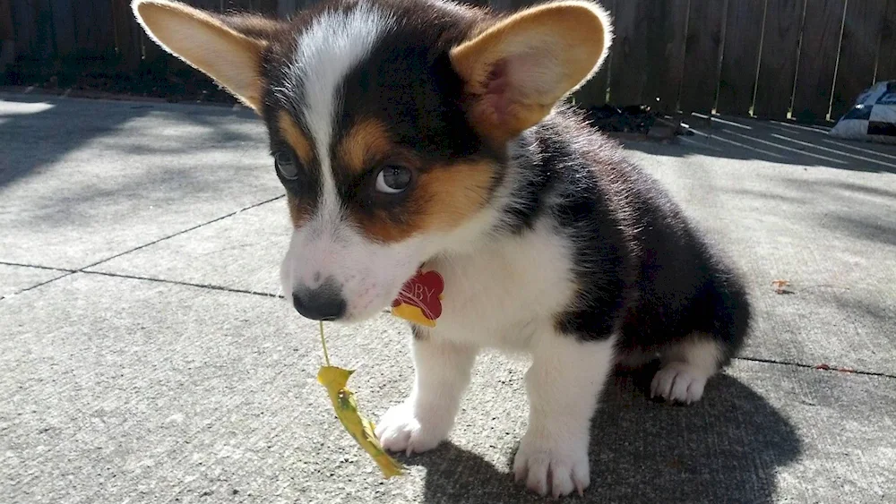 Welsh Corgi