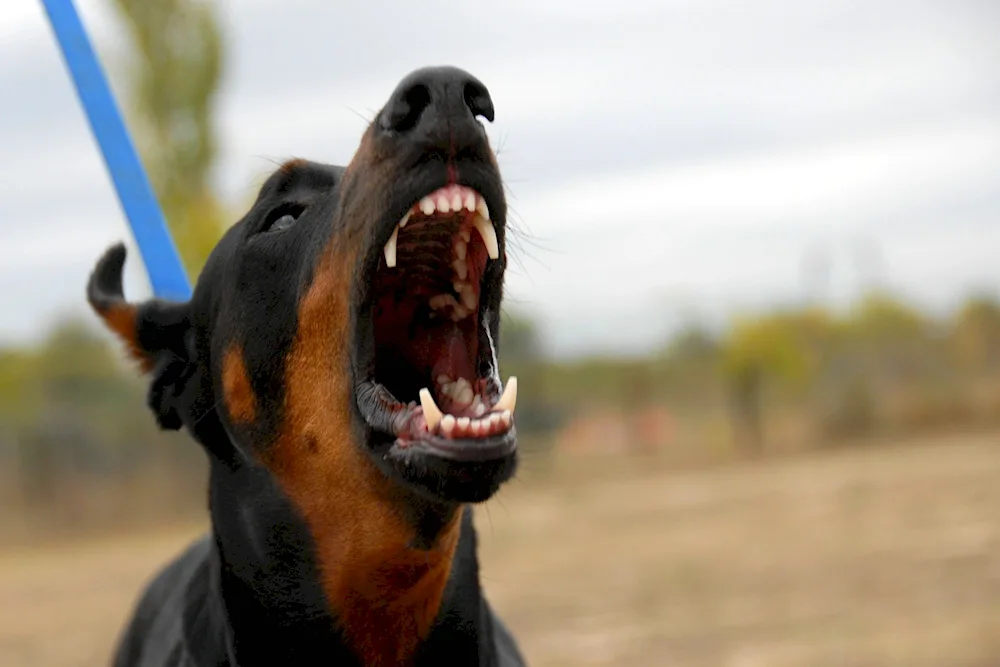 Doberman pinscher angry barking