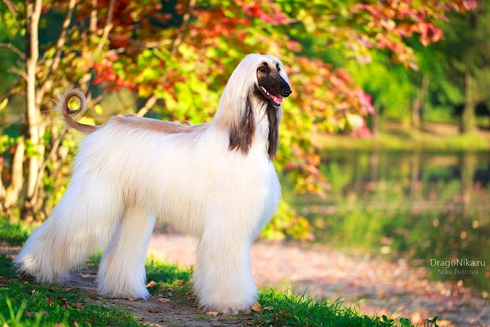 Dogs of the Afghan Greyhound breed