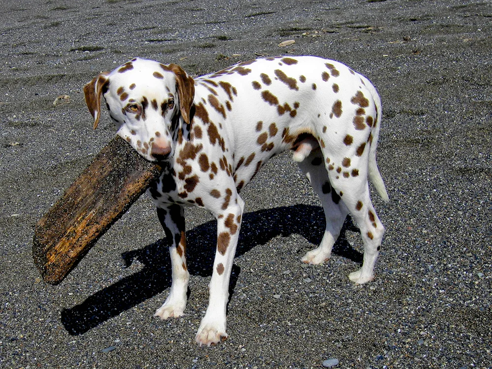 Dalmatian dog breeds