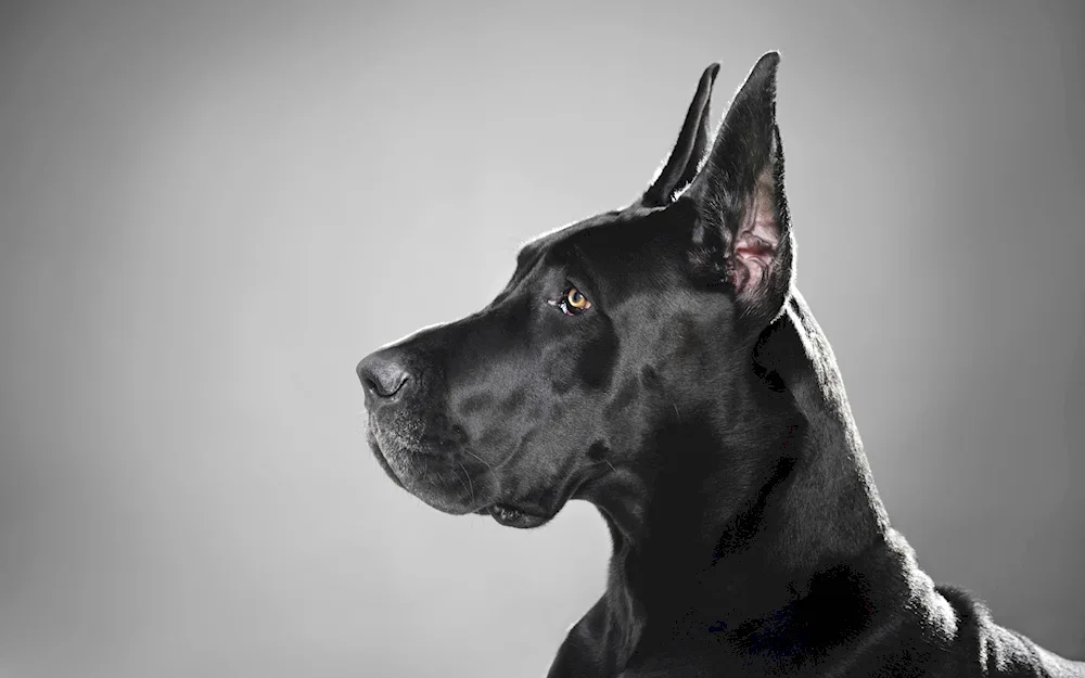 Doberman Aesthetica