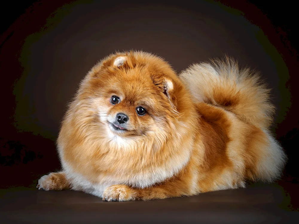 Dogs breed Spitz