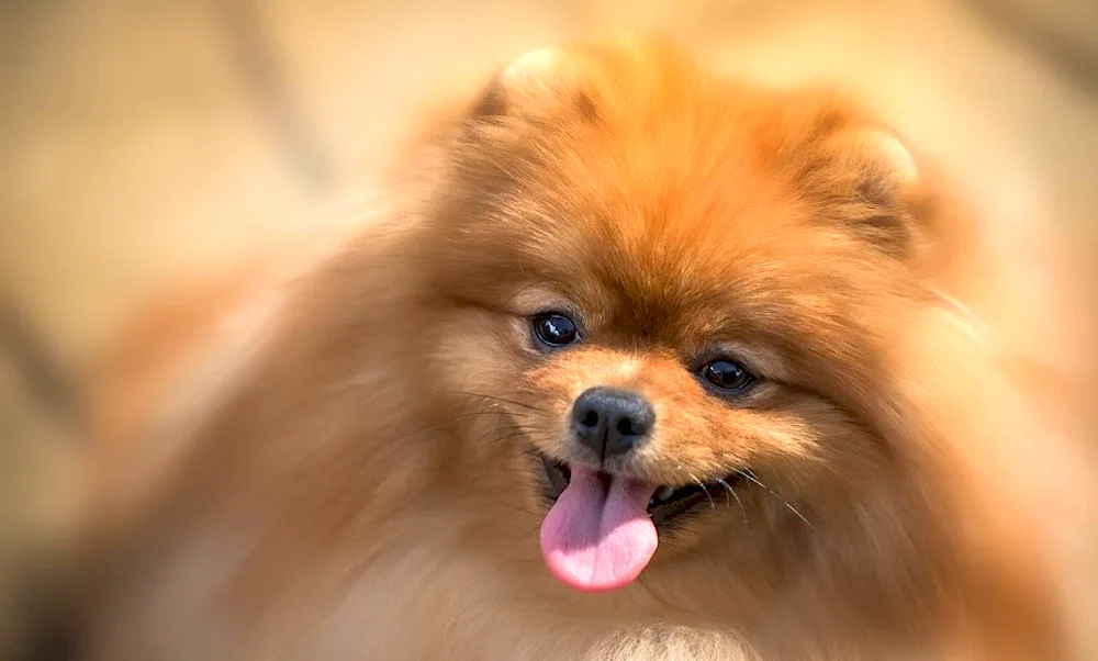 Dogs breed Spitz