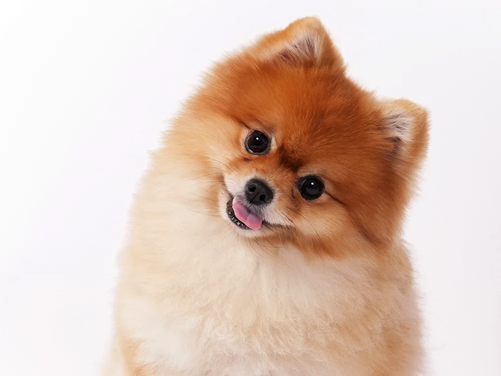 Pomeranian Spitz dog