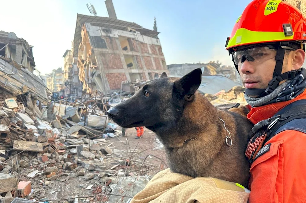 Dog rescue dog in the rubble