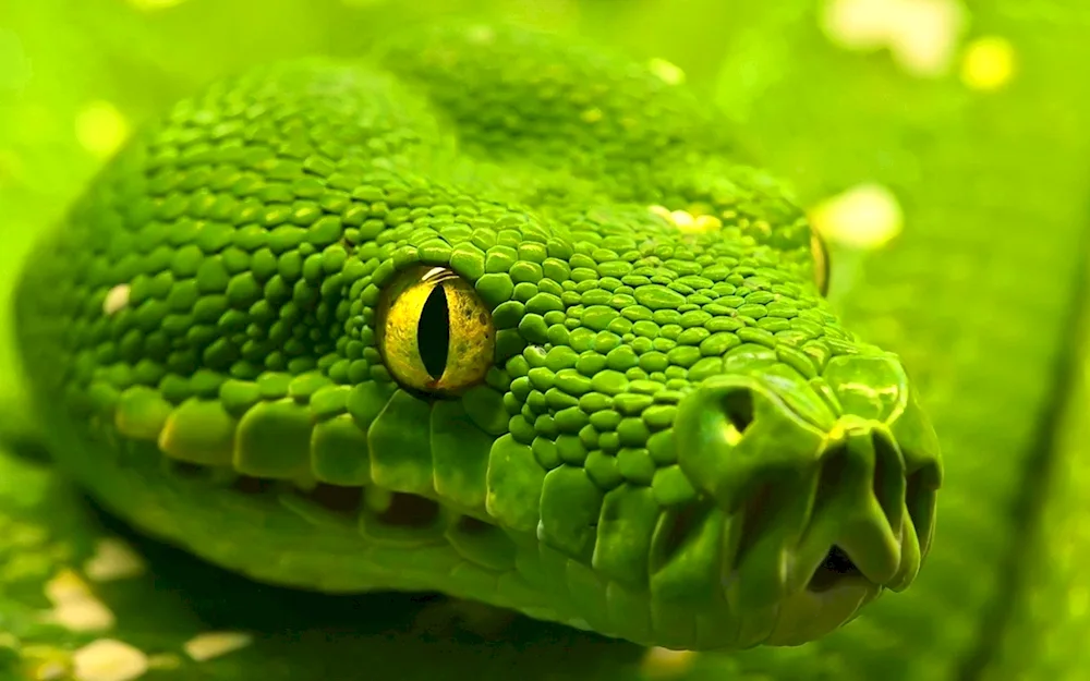 Green mamba snake. python