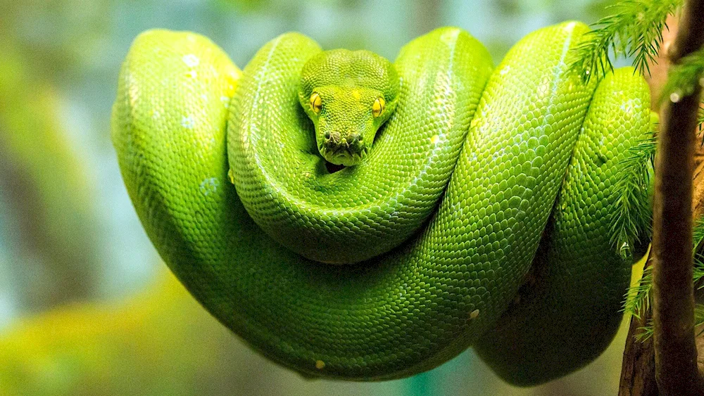 Snake white-fanged python