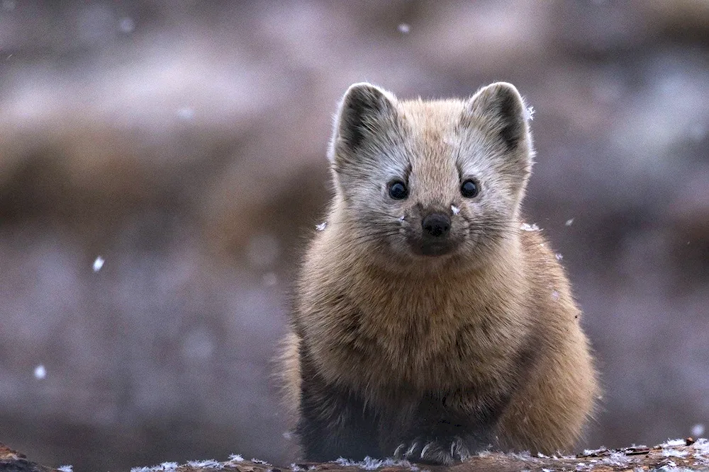 Forest marten