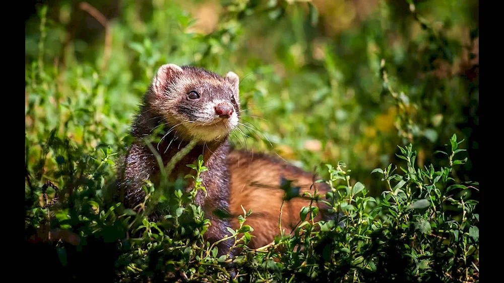 Marten weasel weasel ermine