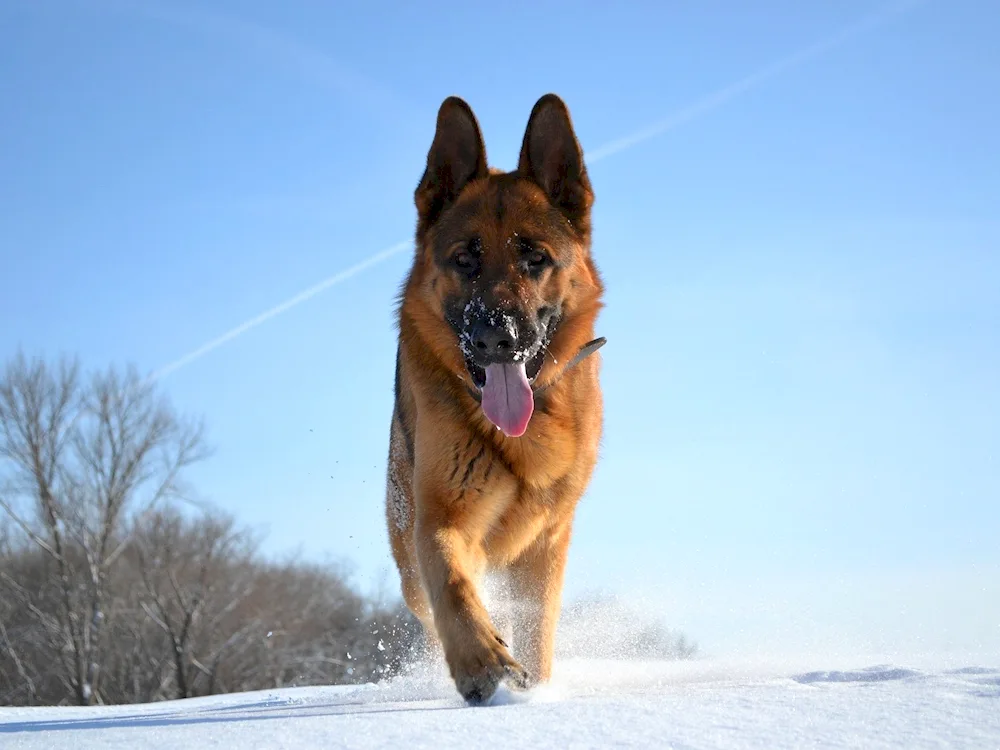 German Shepherd Dog