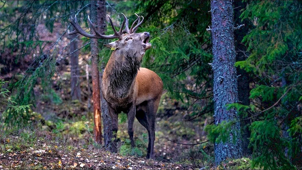 Sochi National Park red deer