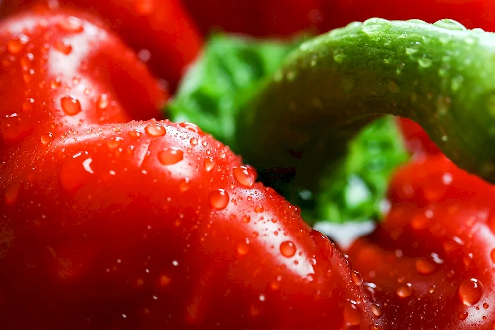 Succulent vegetables