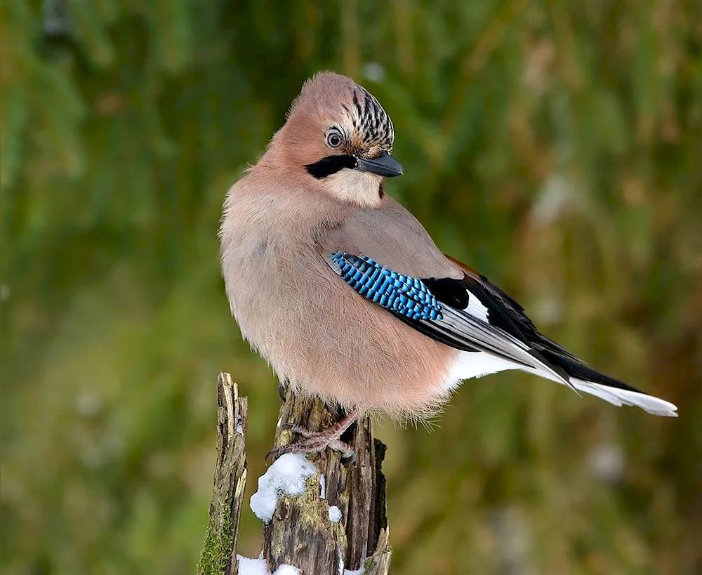 Brown bird with blue wings