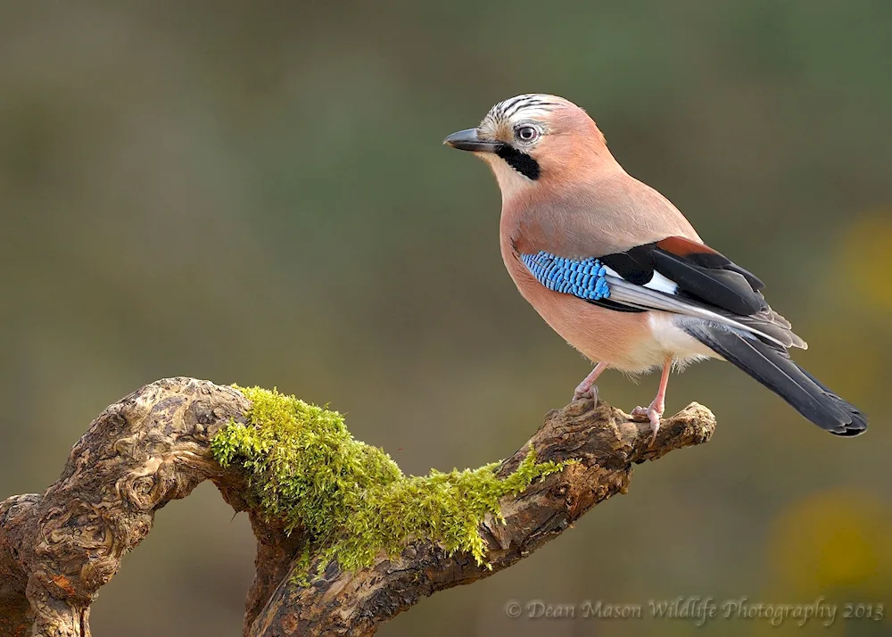 Crimean jay