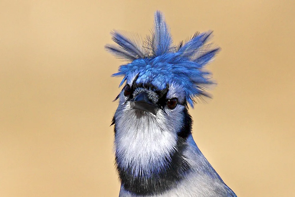 Funny bird with crest high