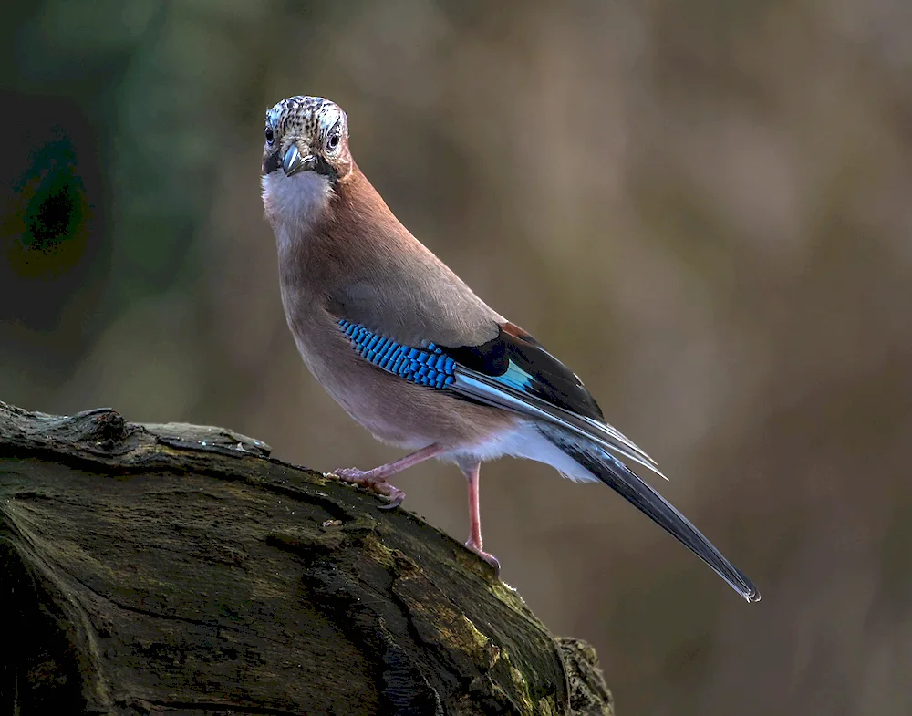 Blue bush jay