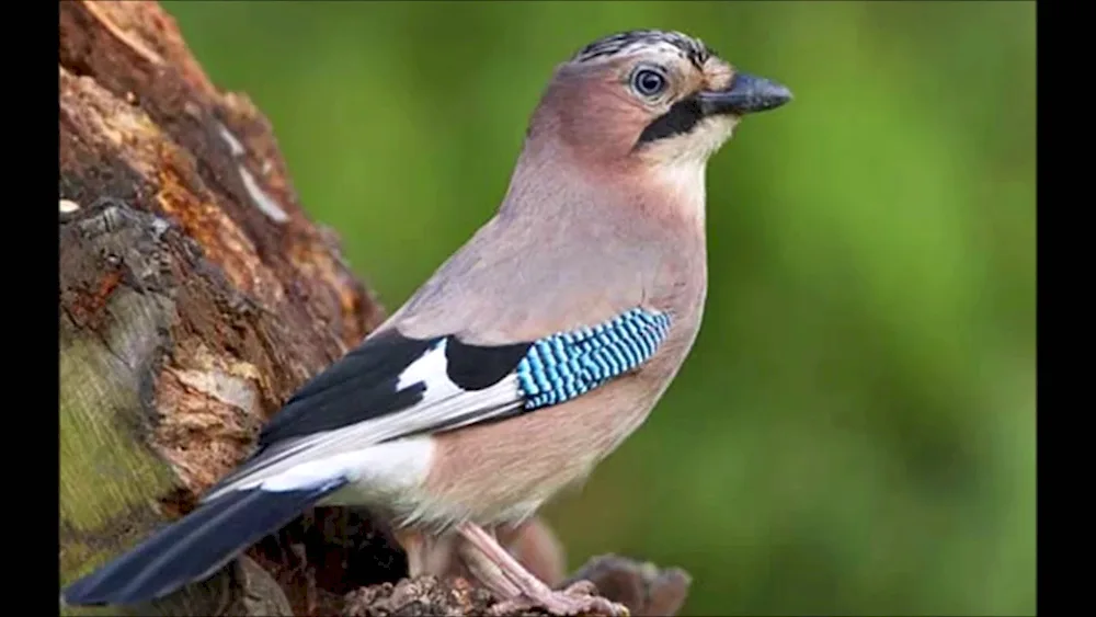 Blue bush jay