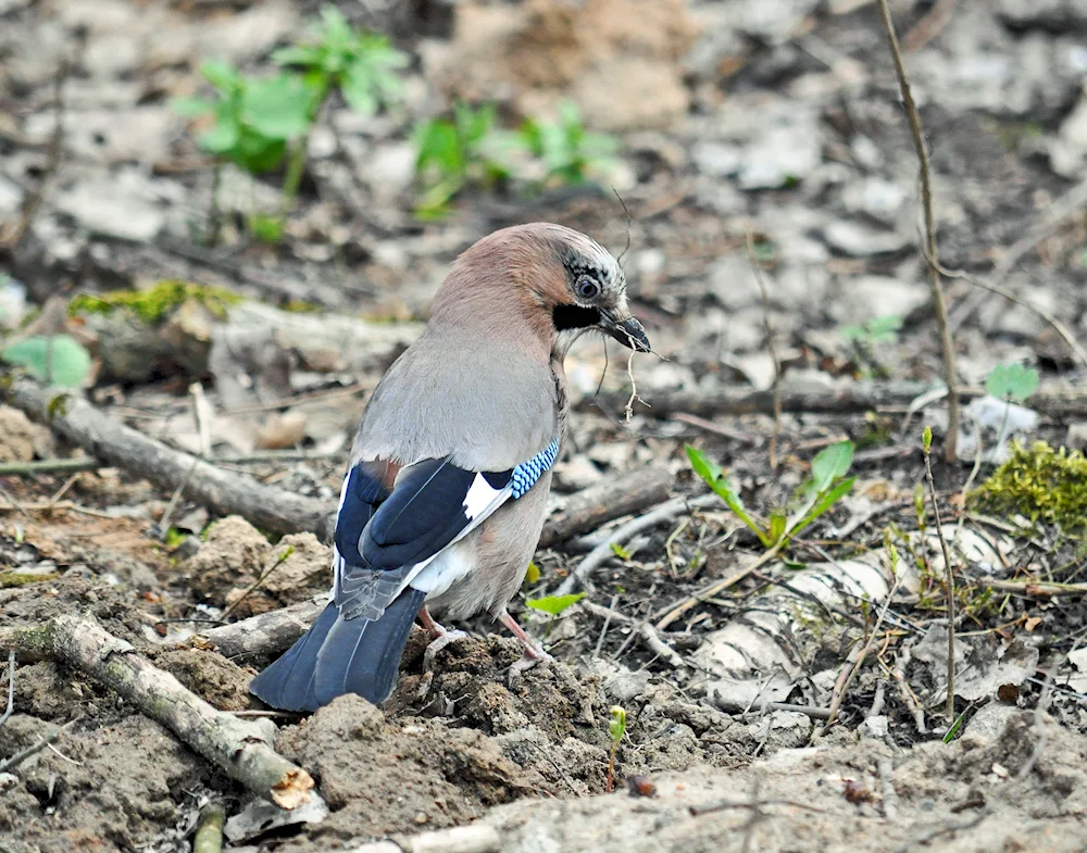 Wood birds of the Leningrad Region