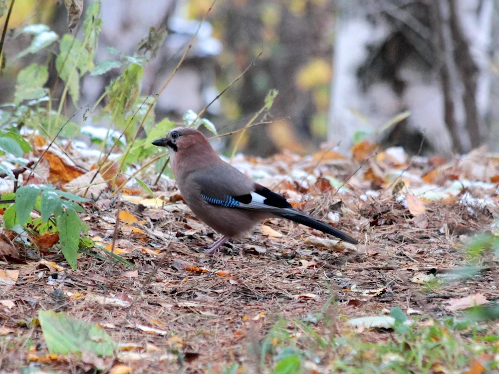 Lunar buzzard grouse