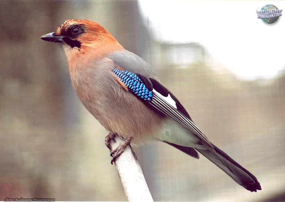 Blue bush chaffinch. Coracias garrulus