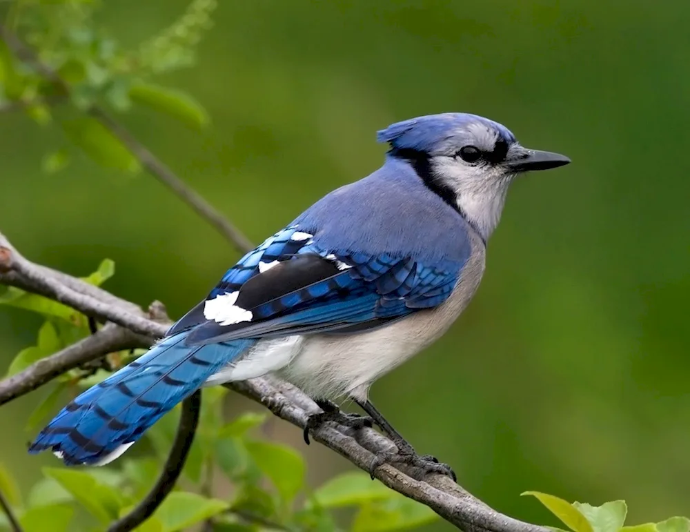 Crimean Jay