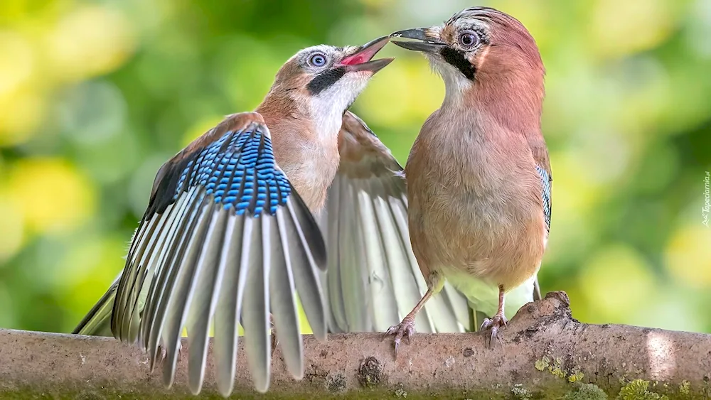 Soyka male and female