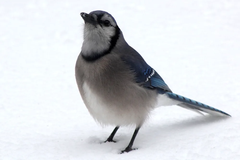 Blue bush chaffinch