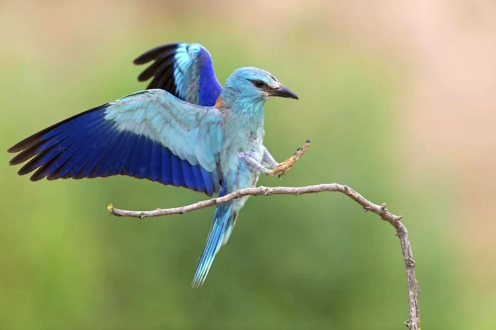 Blue jay bird