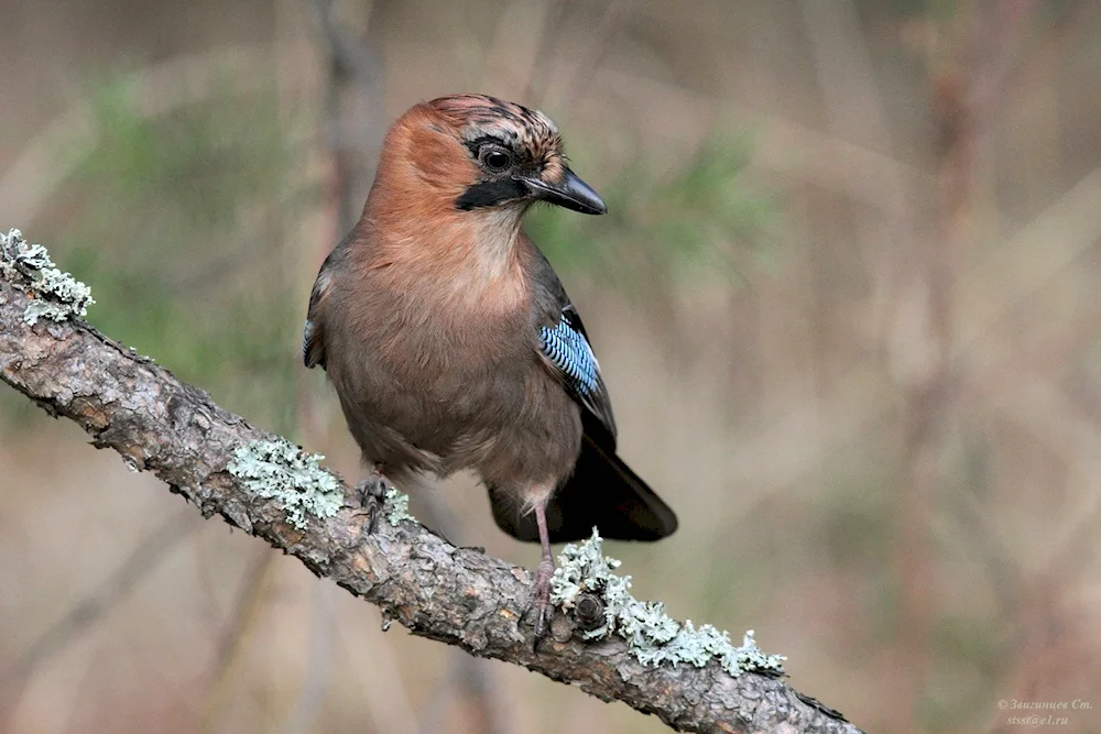 Crimean jay garrulus glandarius