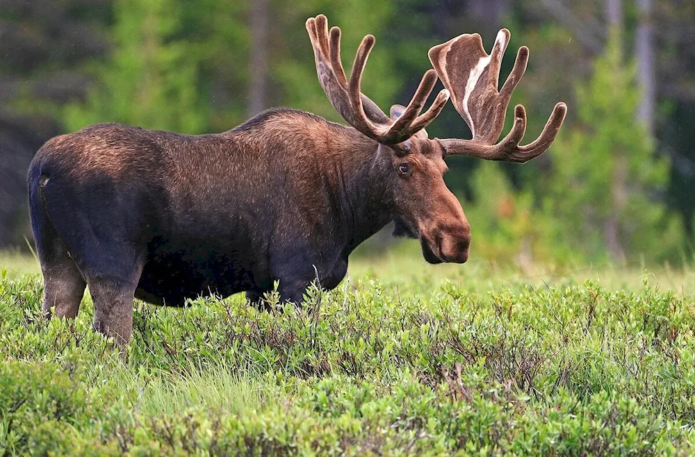 Sole elk Baikal