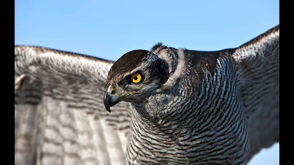 Hawk Kestrel Falcon Kestrel