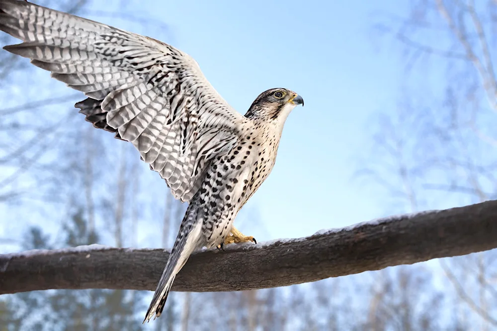 Predatory birds of prey of the Leningrad region buzzard