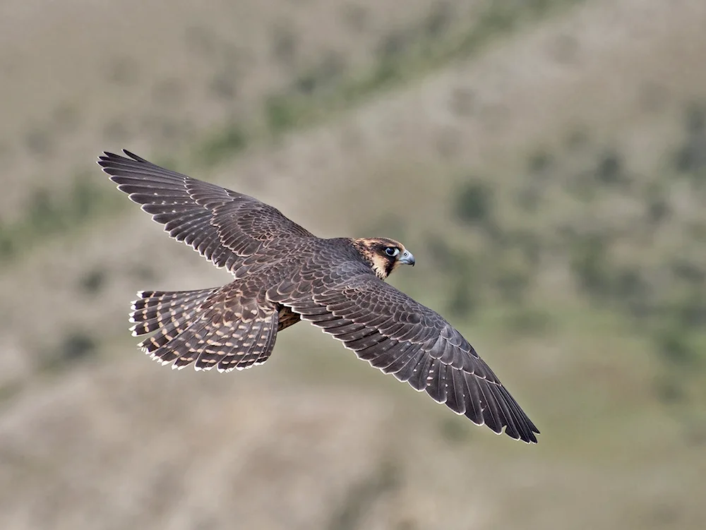 Peregrine Hawk