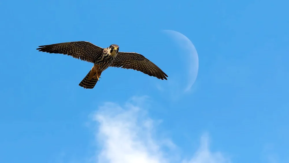 Falcon soaring
