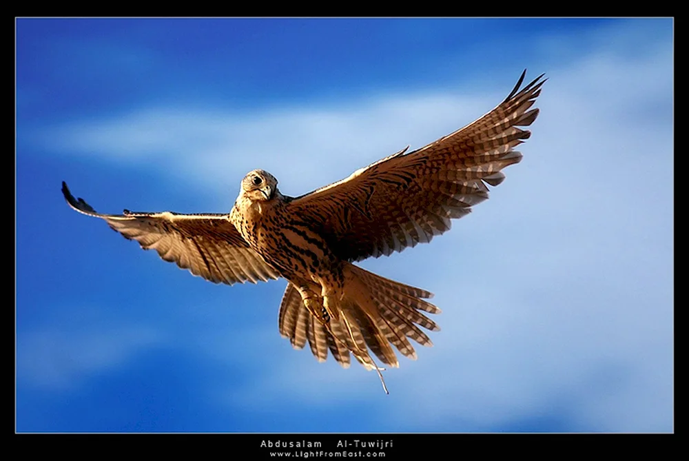 Falcon Falcon soaring