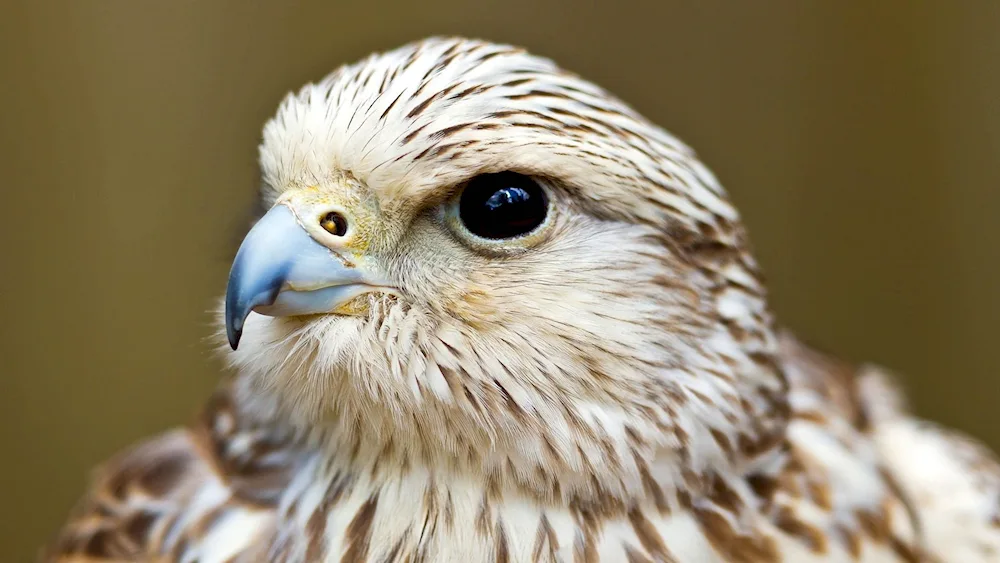 White Falcon Gyrfalcon