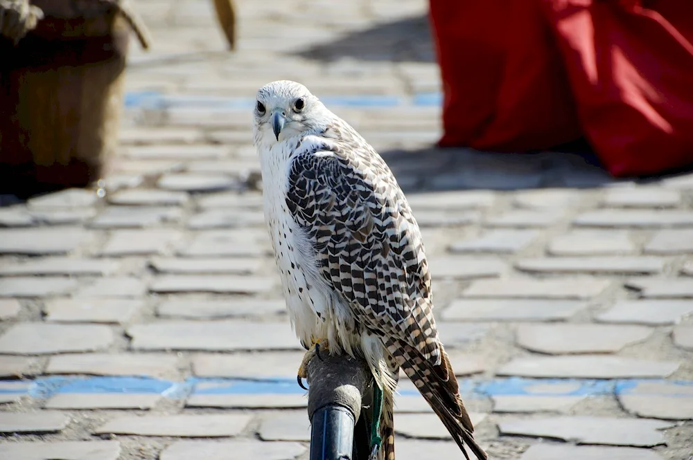 White Falcon Gyrfalcon