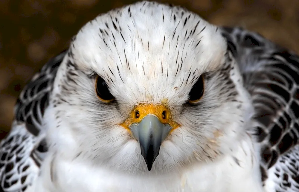 White Falcon Gyrfalcon