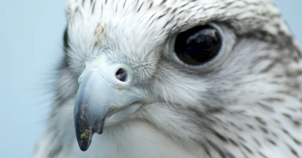 White Falcon Gyrfalcon