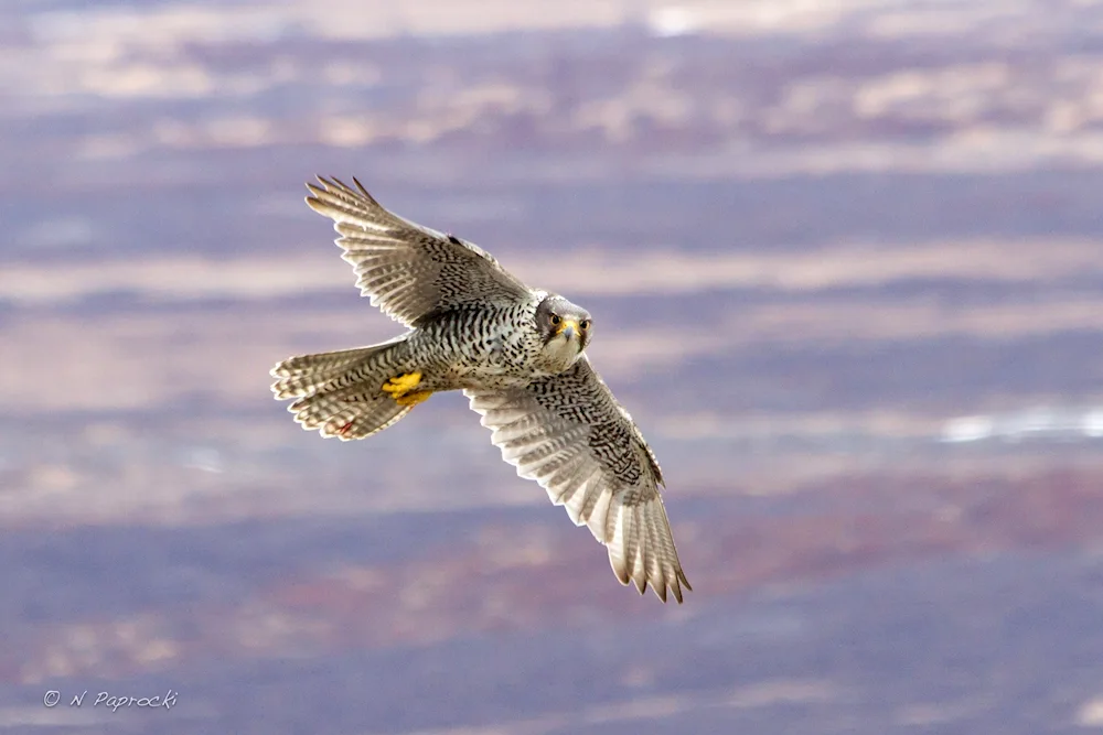 White Gyrfalcon