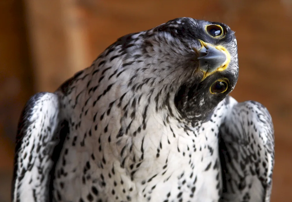 White Hawk Gyrfalcon