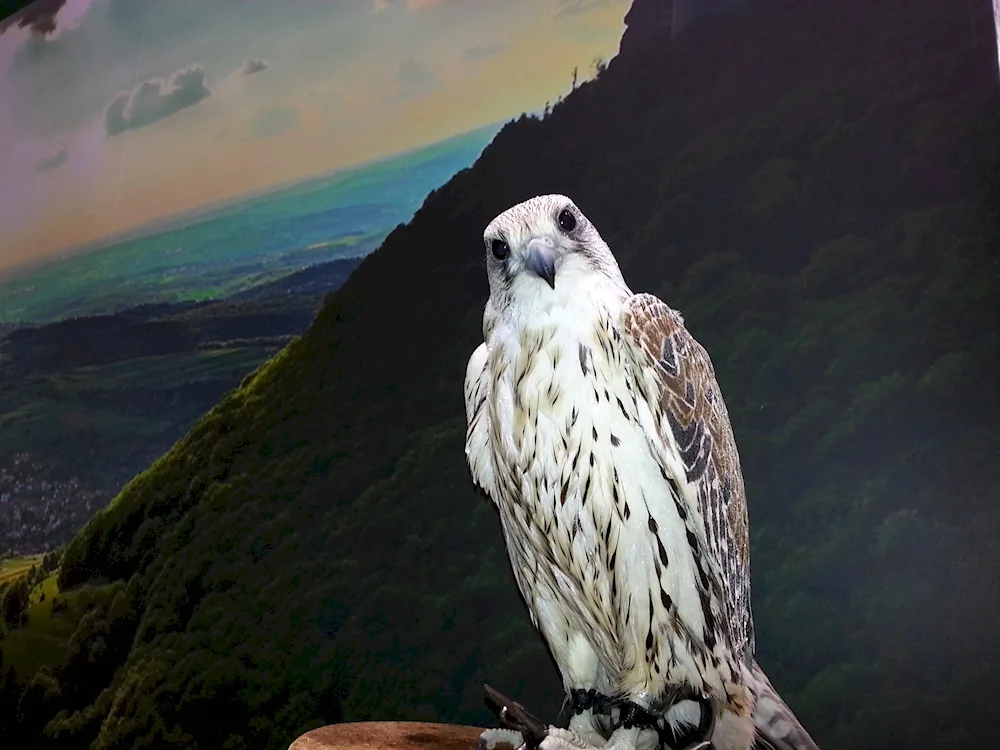 Ptitza Kamchatka Gyrfalcon