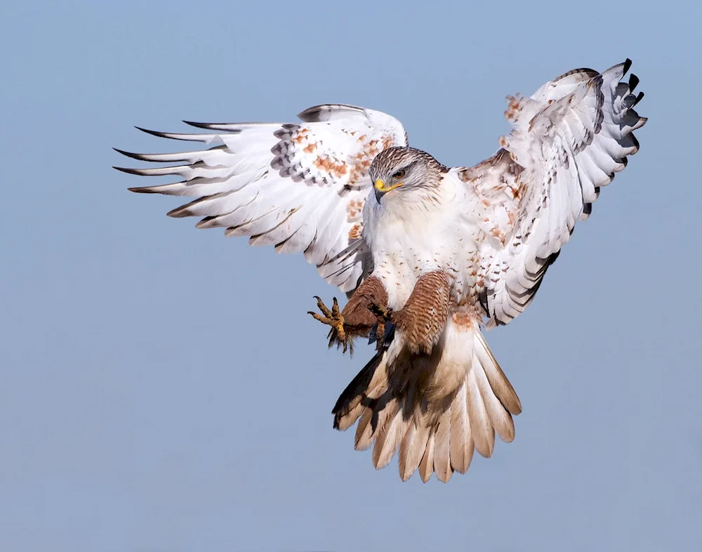 Kamchatka Falcon Gyrfalcon