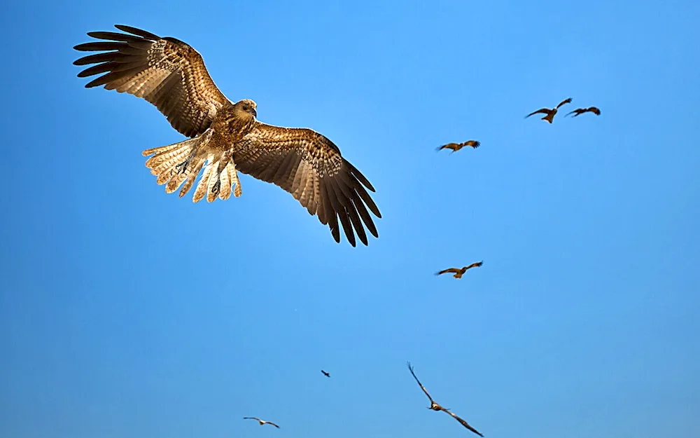 Hawk flight quail