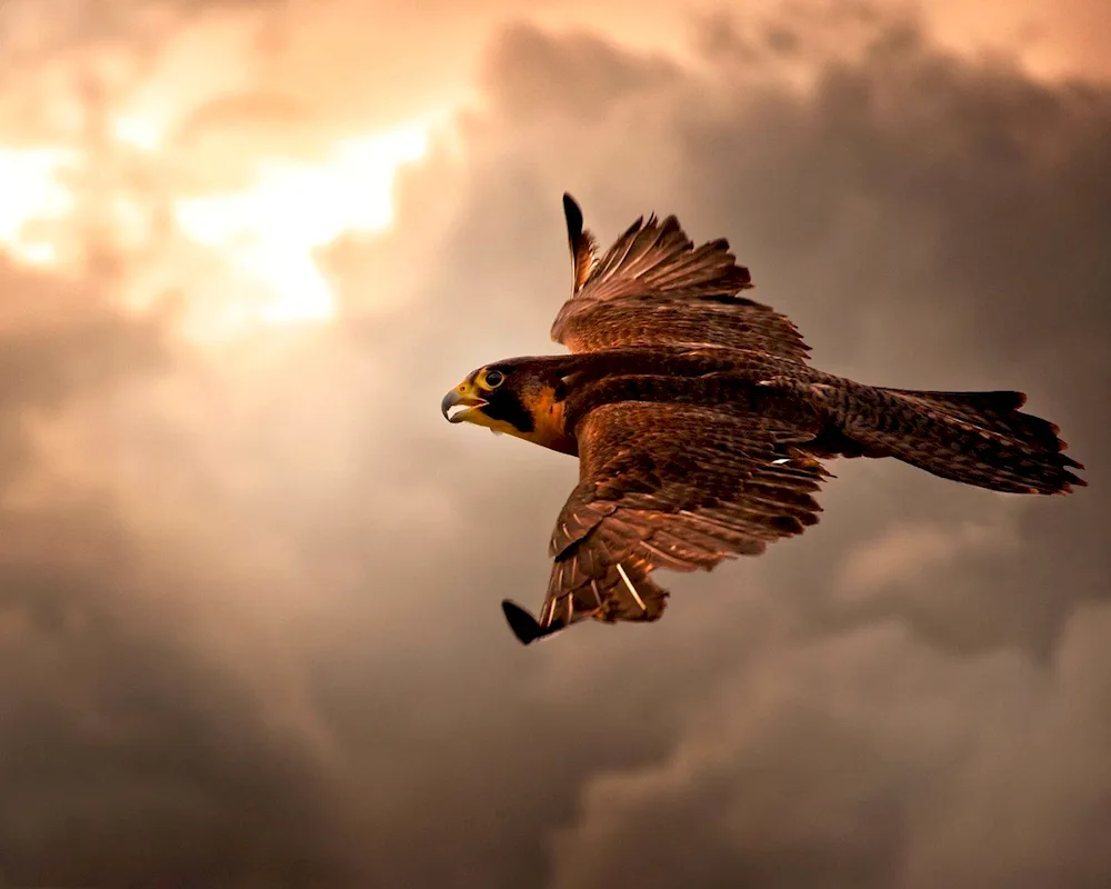 Falcon Berkut