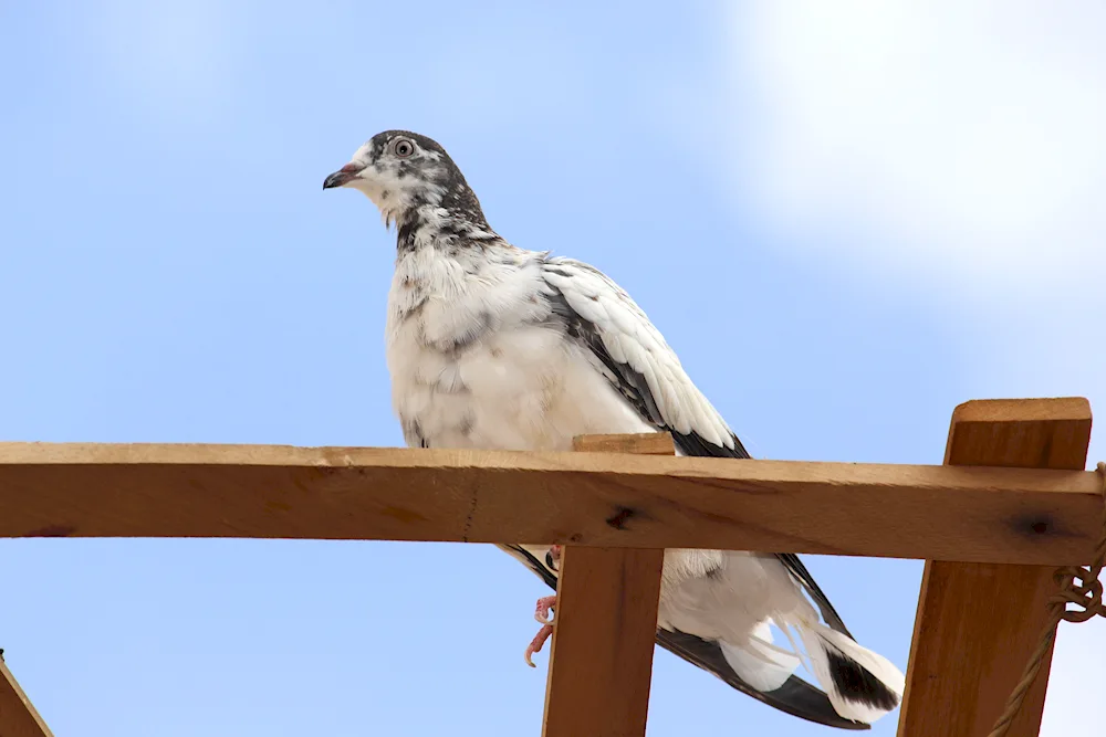 Crimean pigeon