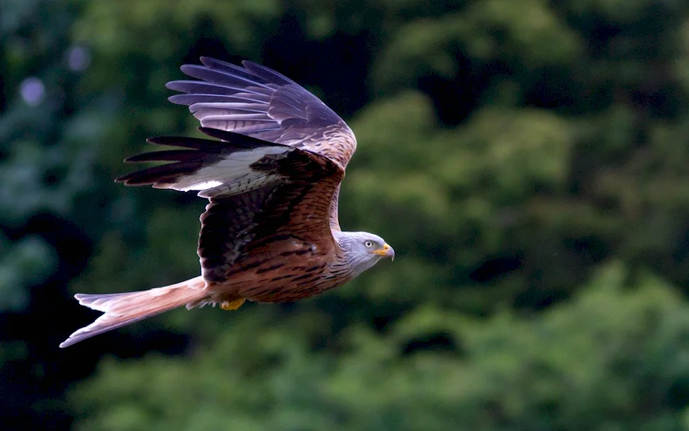 Peregrine falcon hawk Korshun