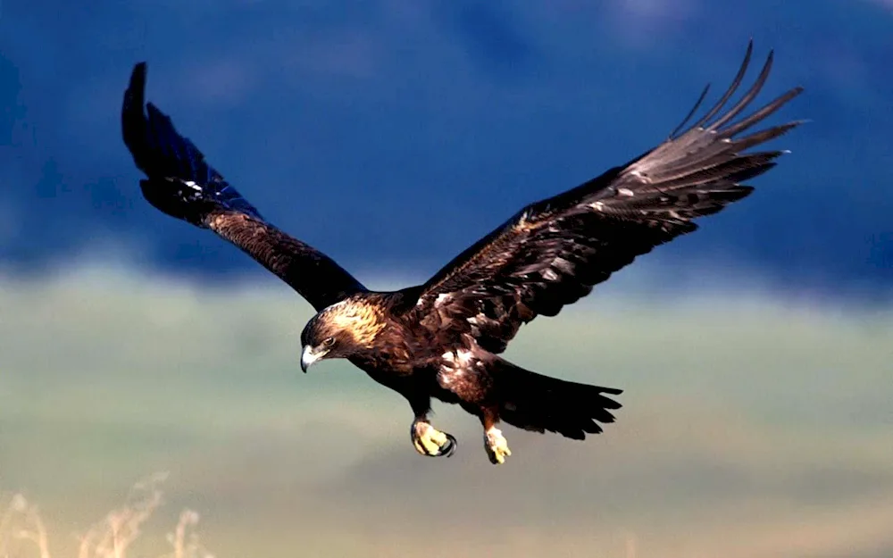 Orlan Eagle Kite