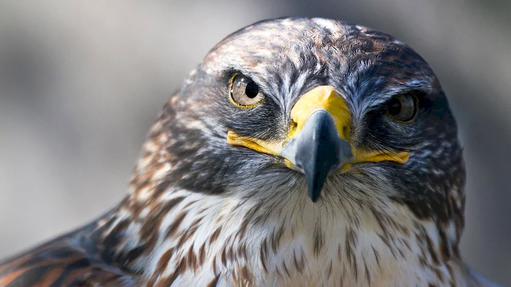 Kestrel Kestrel kite